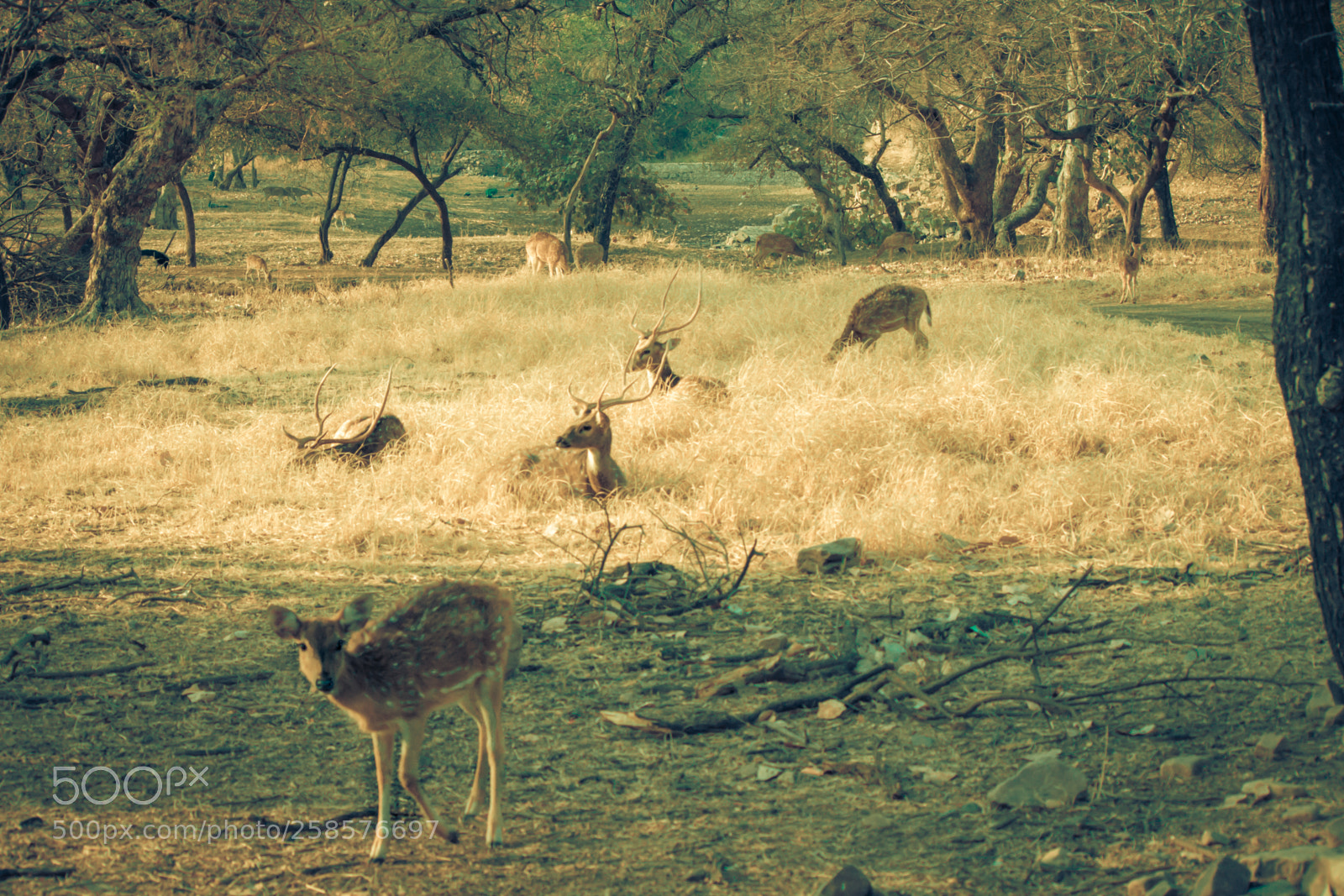 Canon EOS 700D (EOS Rebel T5i / EOS Kiss X7i) sample photo. Jaipur photography