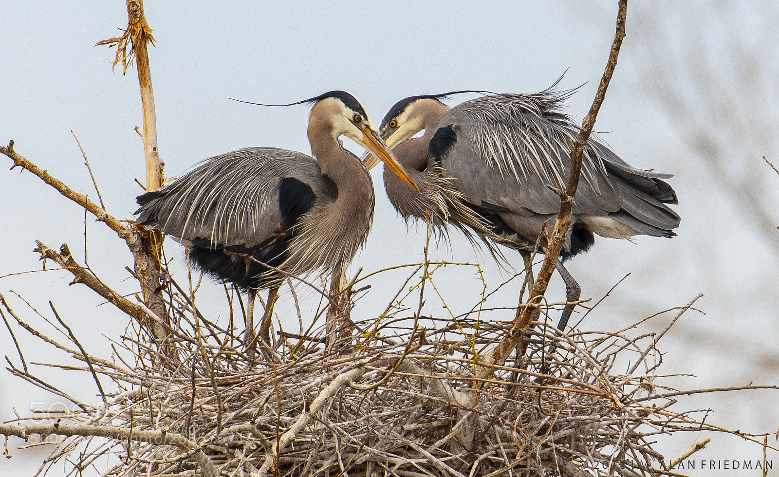 Nikon D500 sample photo. Great blue heron returns photography