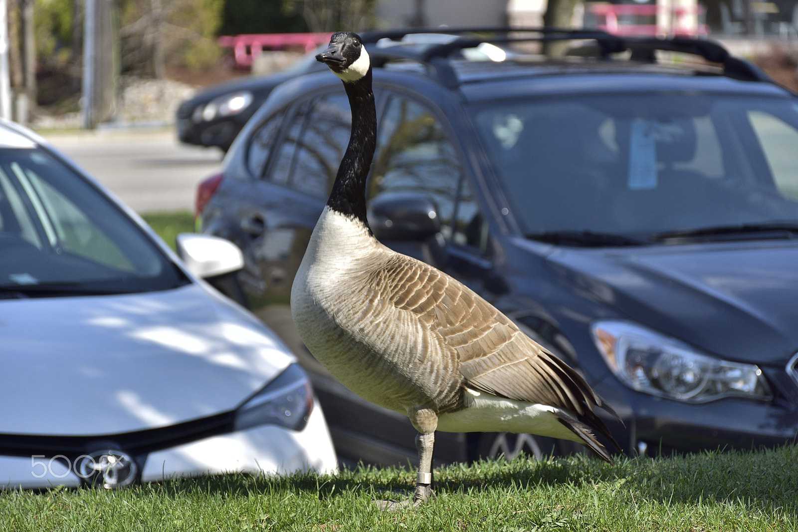 Nikon D7200 sample photo. Canada goose photography