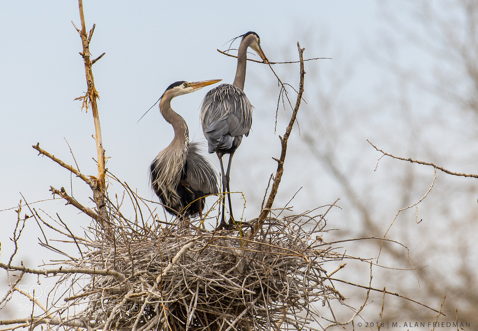 Nikon D500 sample photo. Great blue heron returns photography