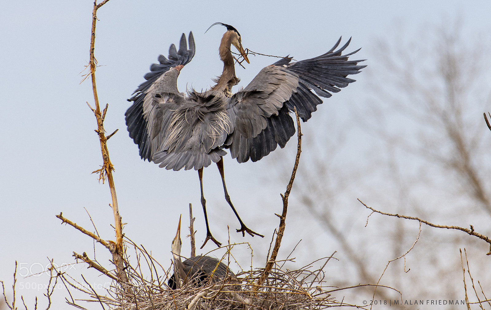 Nikon D500 sample photo. Great blue heron returns photography