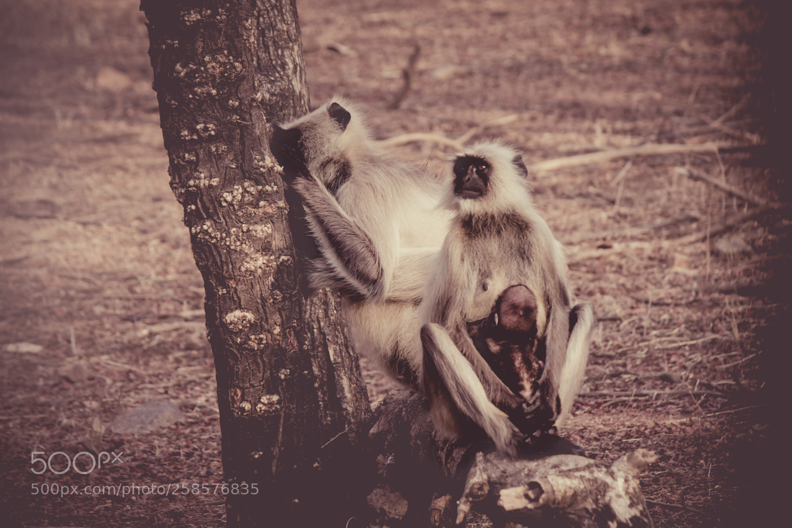 Canon EOS 700D (EOS Rebel T5i / EOS Kiss X7i) sample photo. Jaipur photography