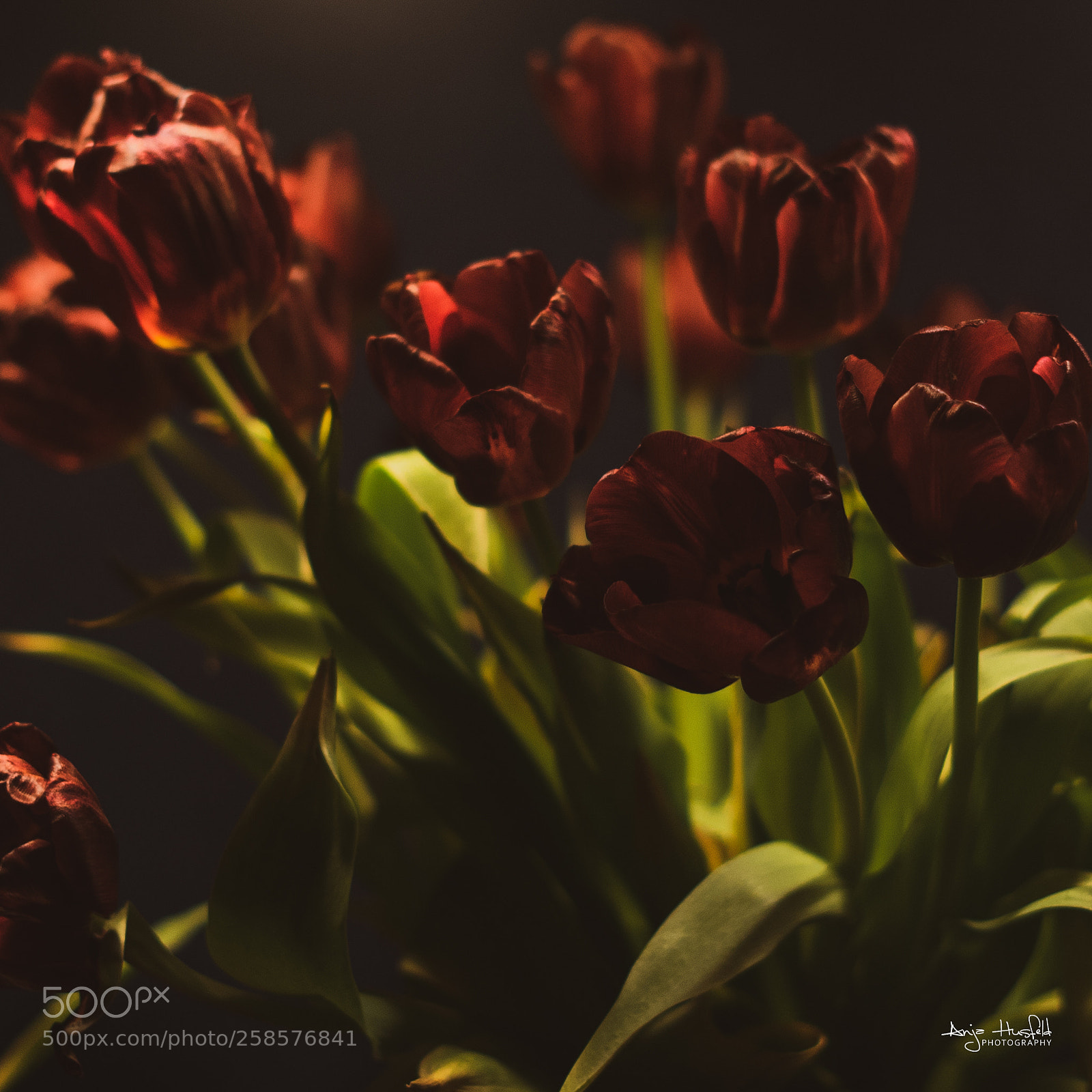 Sony a7 II sample photo. [almost dead] photography