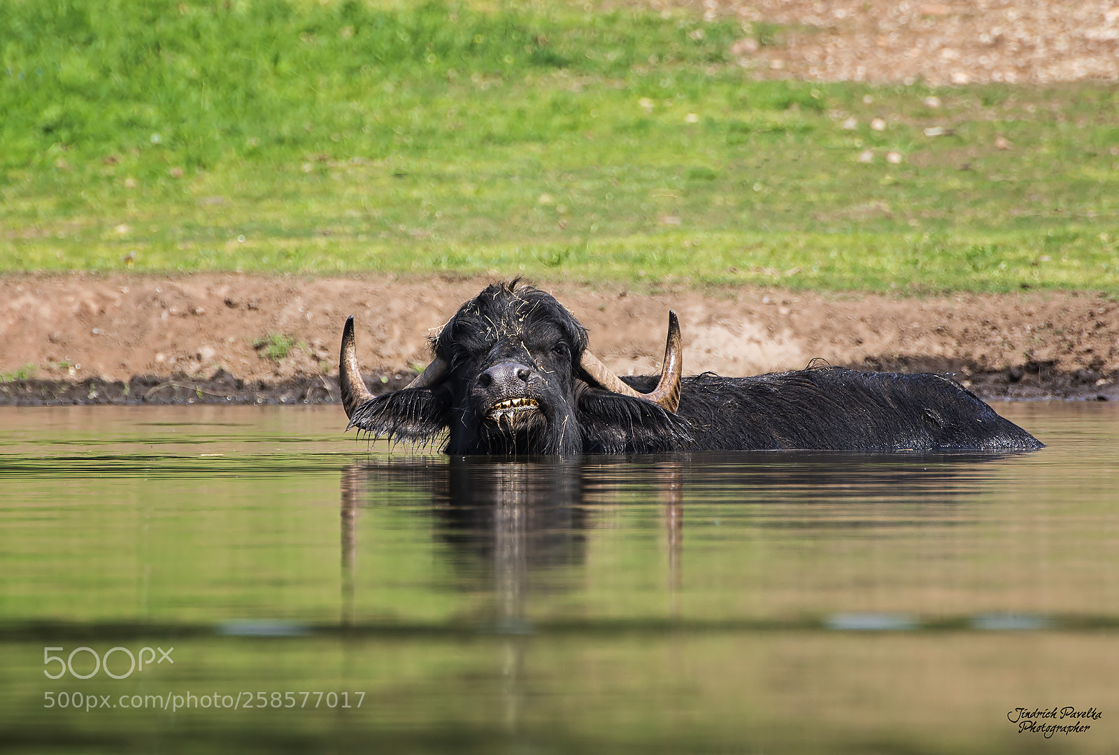 Canon EOS 100D (EOS Rebel SL1 / EOS Kiss X7) sample photo. Water buffalo (bubalus bubalis) photography
