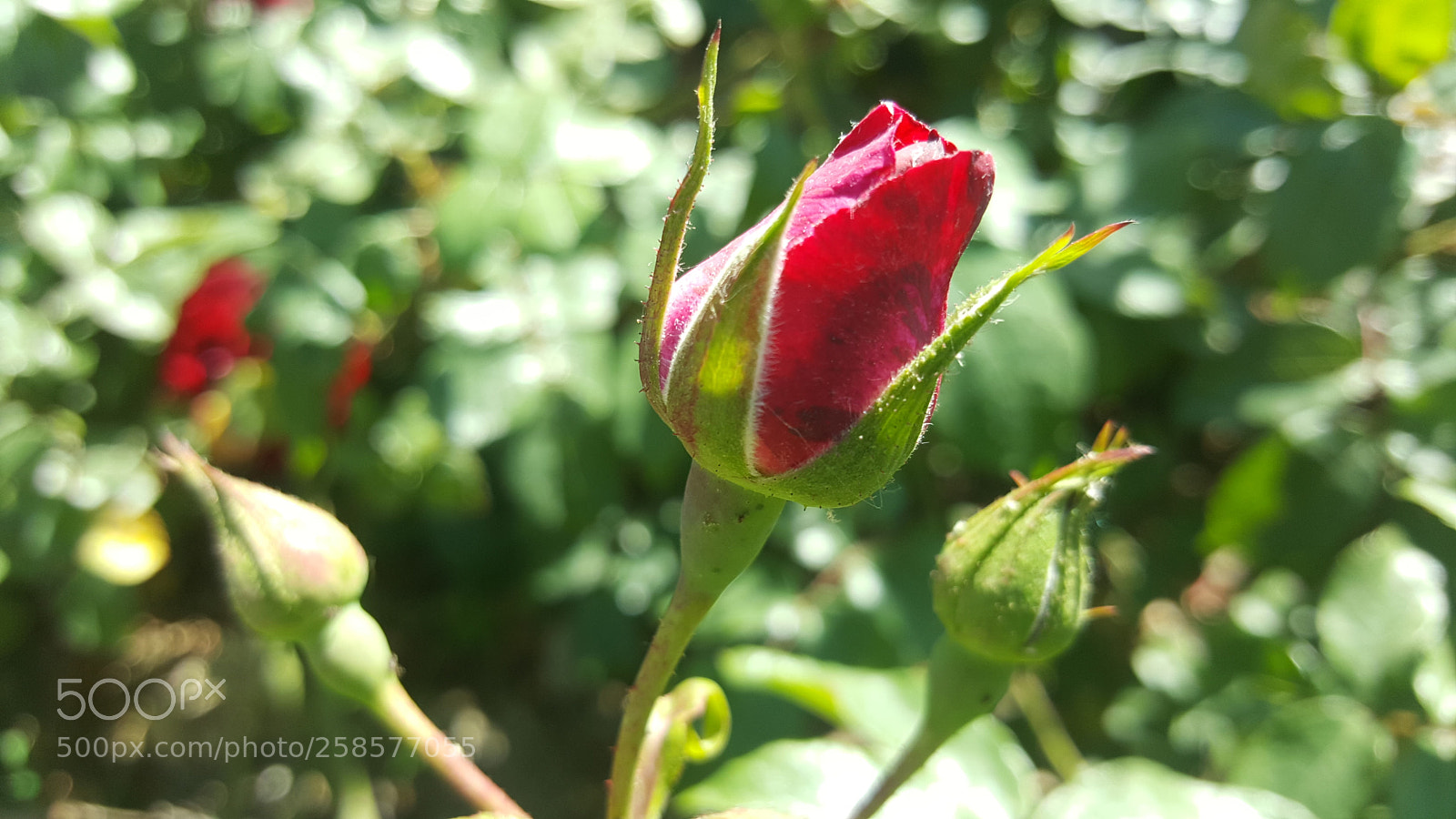 Samsung Galaxy Note5 sample photo. Untitled photography
