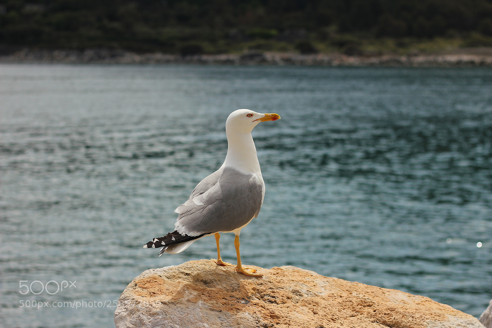 Canon EOS 550D (EOS Rebel T2i / EOS Kiss X4) sample photo. Seagull on the sea  photography