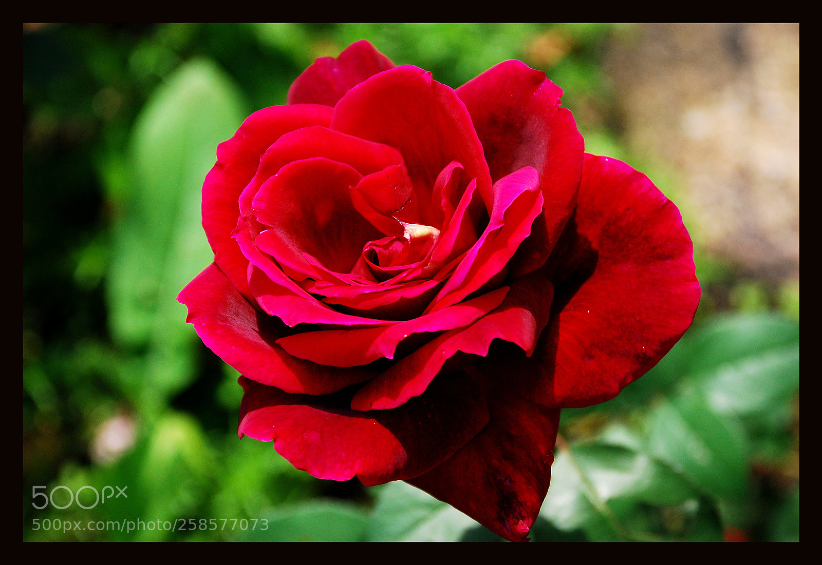 Nikon D80 sample photo. Rose photography