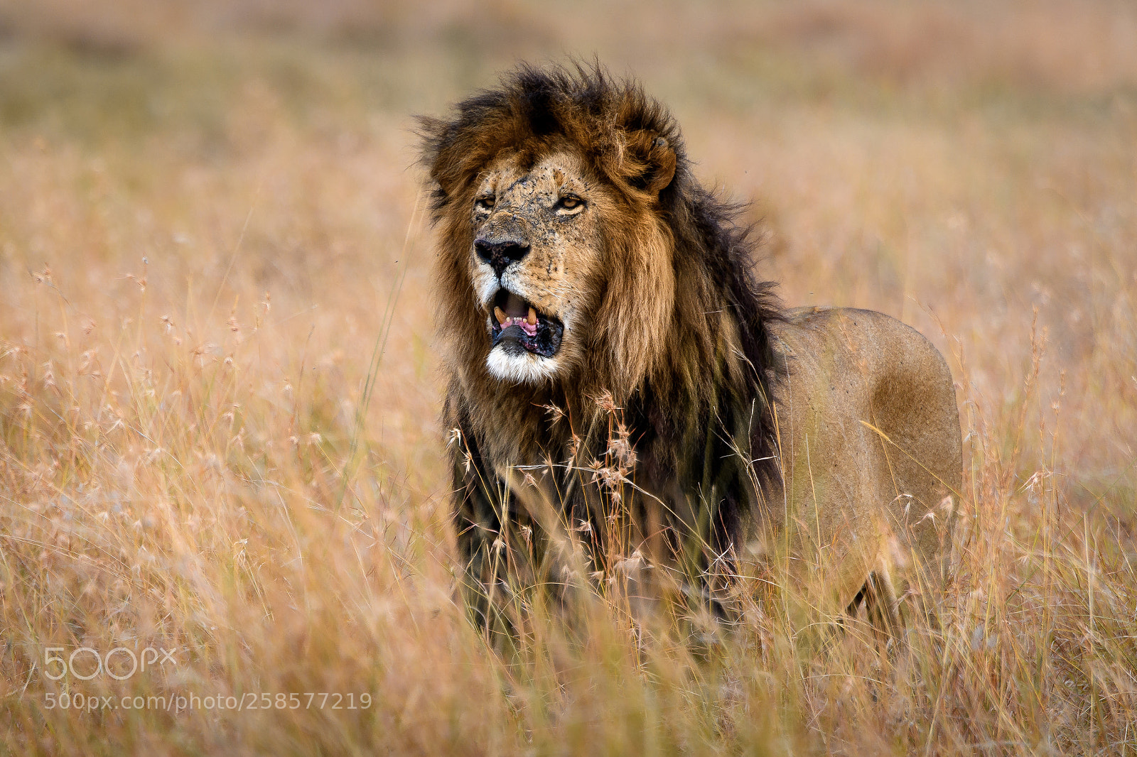 Nikon D500 sample photo. Long live the king photography