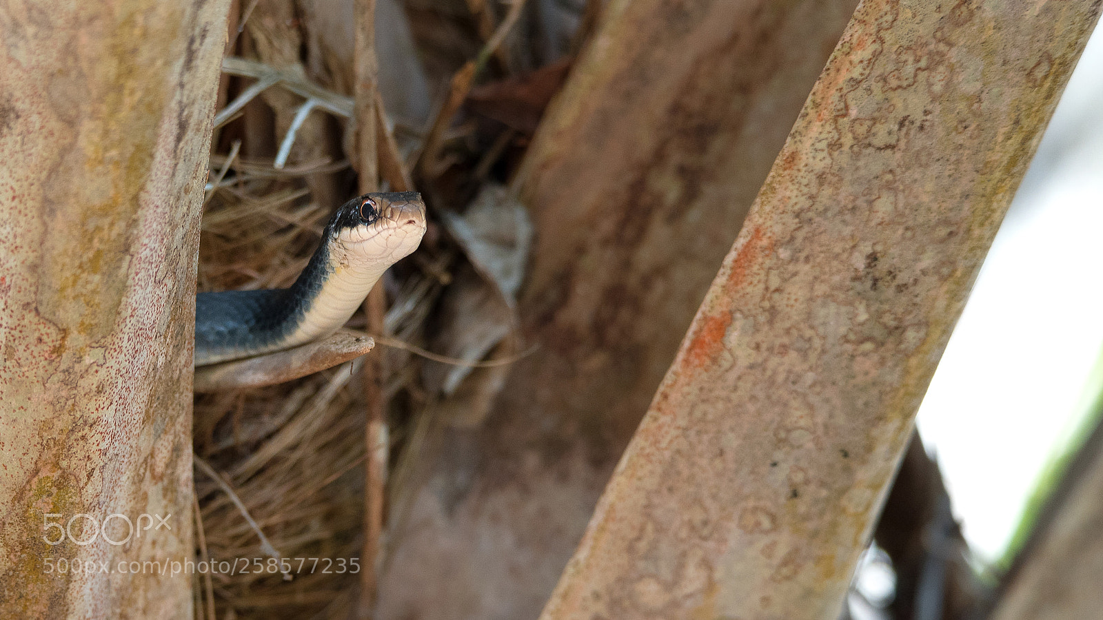 Nikon D750 sample photo. Southern black racer photography