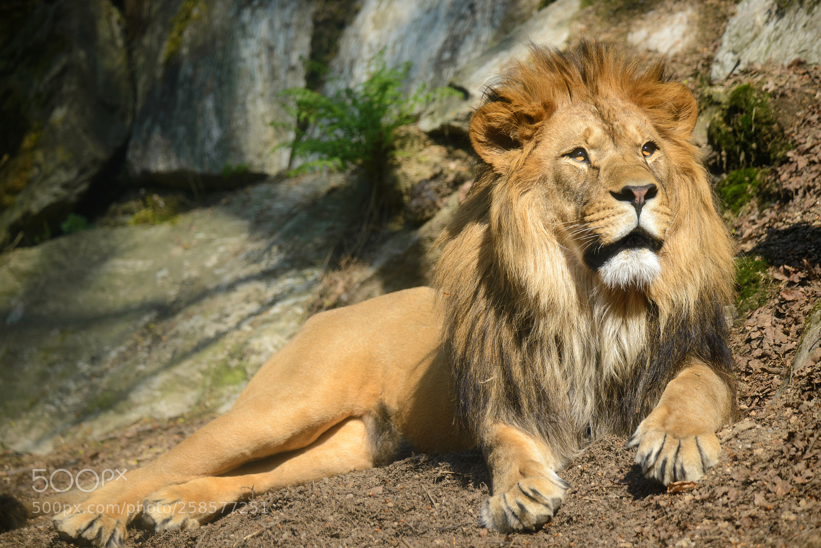 Nikon D600 sample photo. The king photography