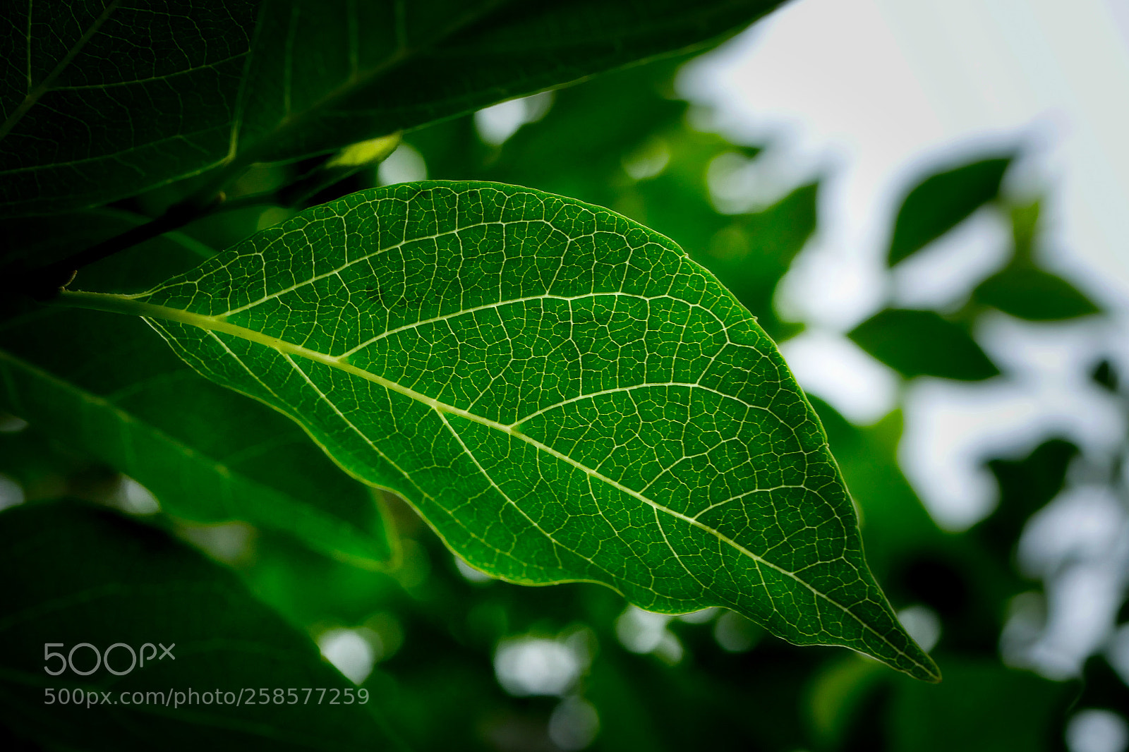 Panasonic Lumix DMC-GX8 sample photo. The green photography
