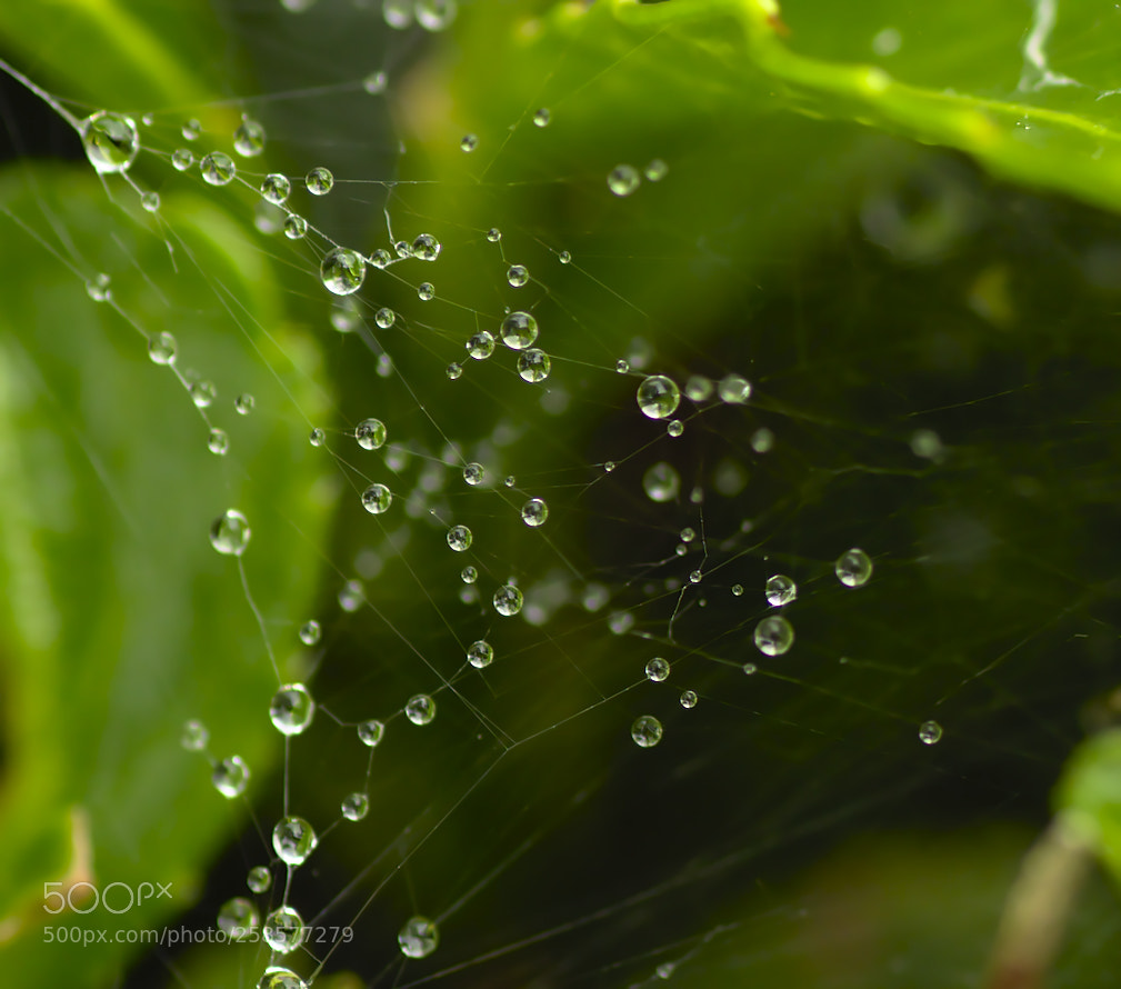 Nikon D5600 sample photo. Toile de perles photography