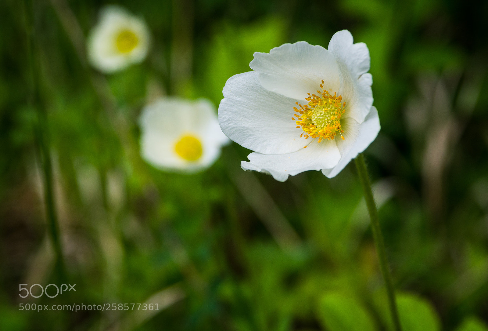 Olympus OM-D E-M10 sample photo. Anemone sylvestris - gro photography