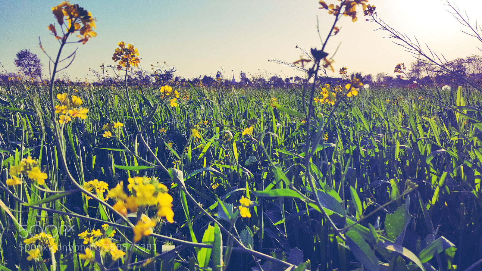 Samsung GALAXY S6 edge sample photo. Mustard farming photography