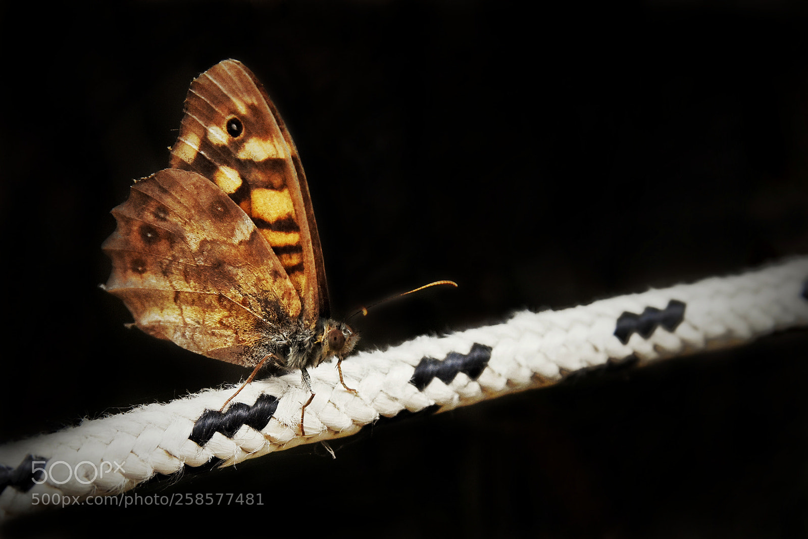 Nikon D7200 sample photo. Butterfly tightrope photography