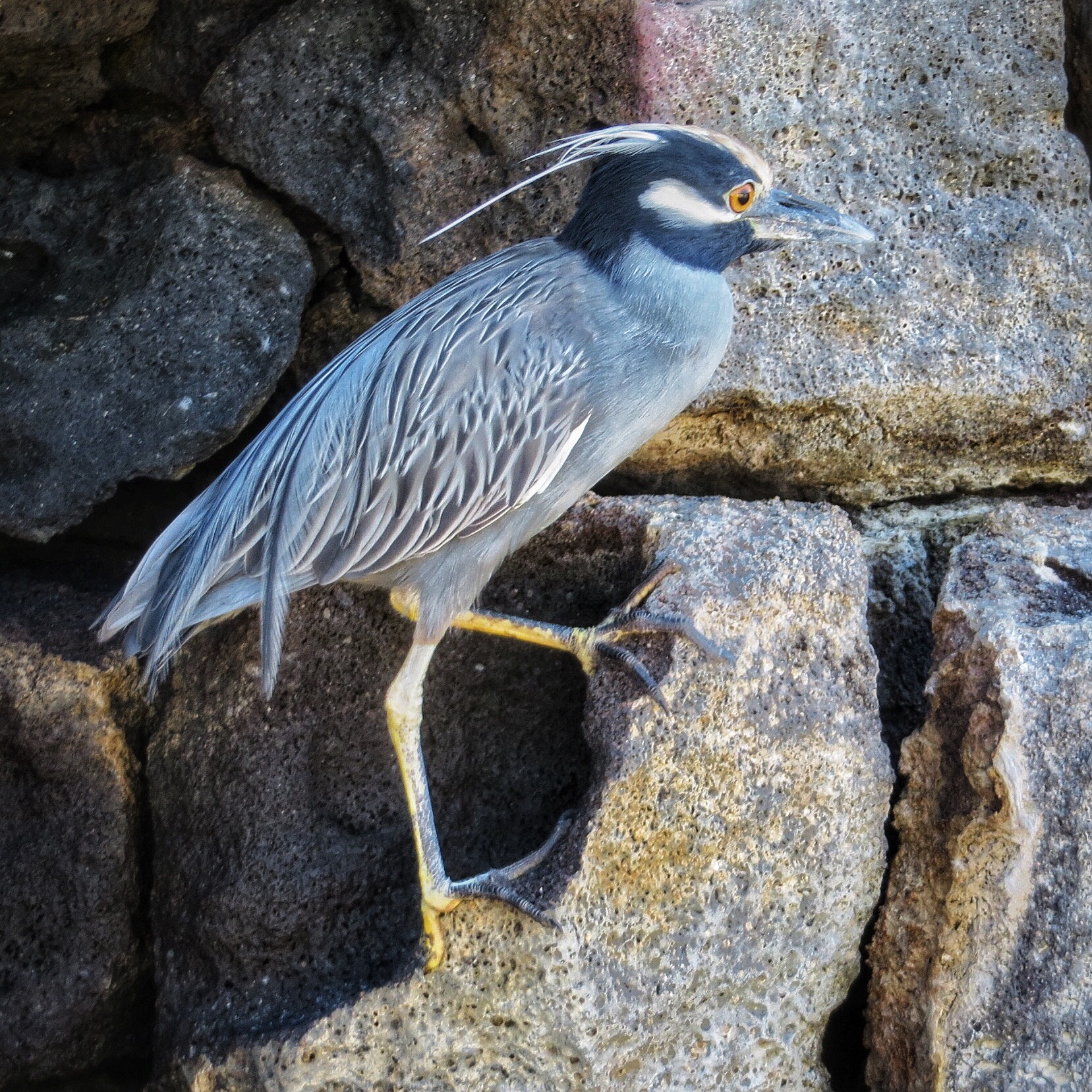 Canon PowerShot SX280 HS sample photo. Yellow-crowned night heron photography