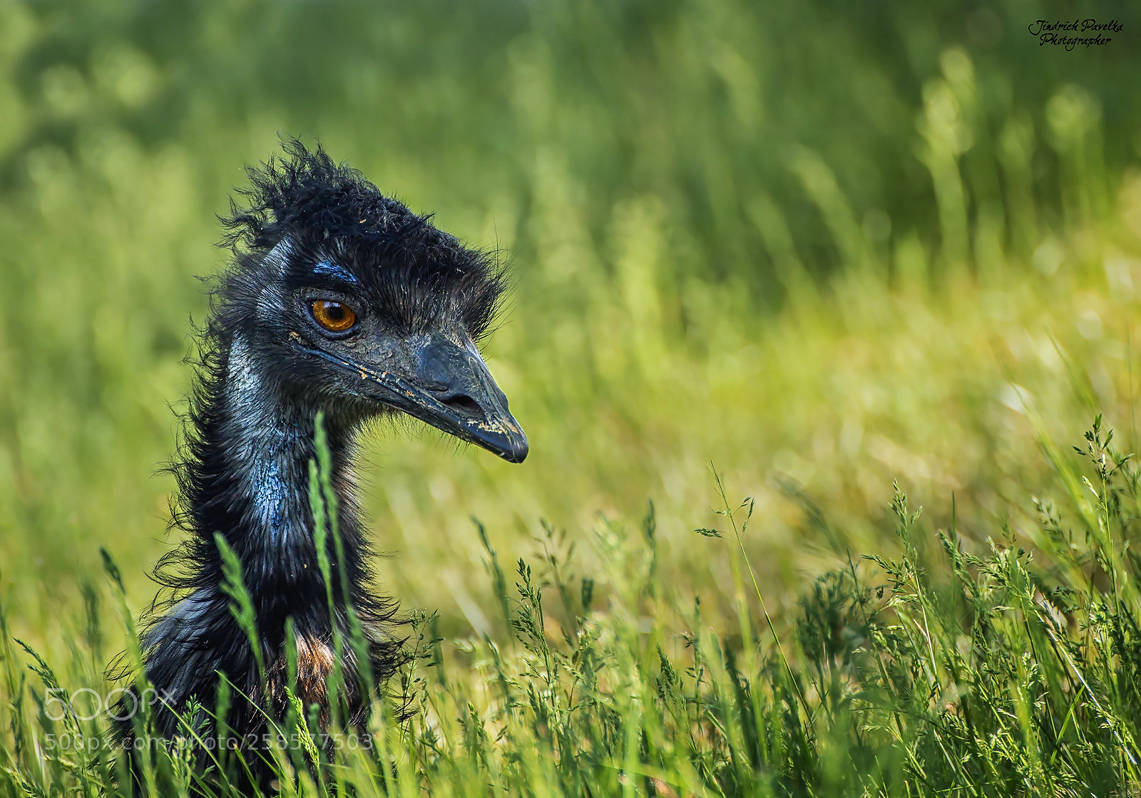 Canon EOS 100D (EOS Rebel SL1 / EOS Kiss X7) sample photo. The emu (dromaius novaehollandiae) photography