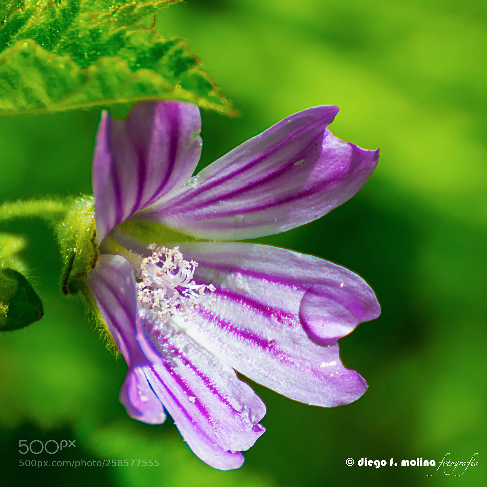 Nikon D3200 sample photo. Malva silvestre (malva sylvestris) photography