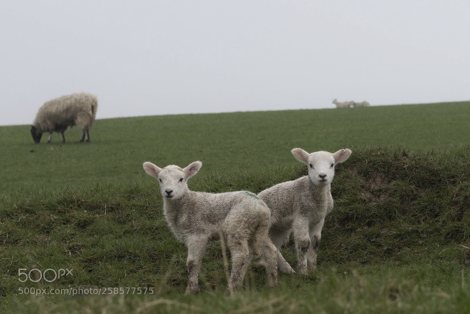 Nikon D810 sample photo. Untitled photography