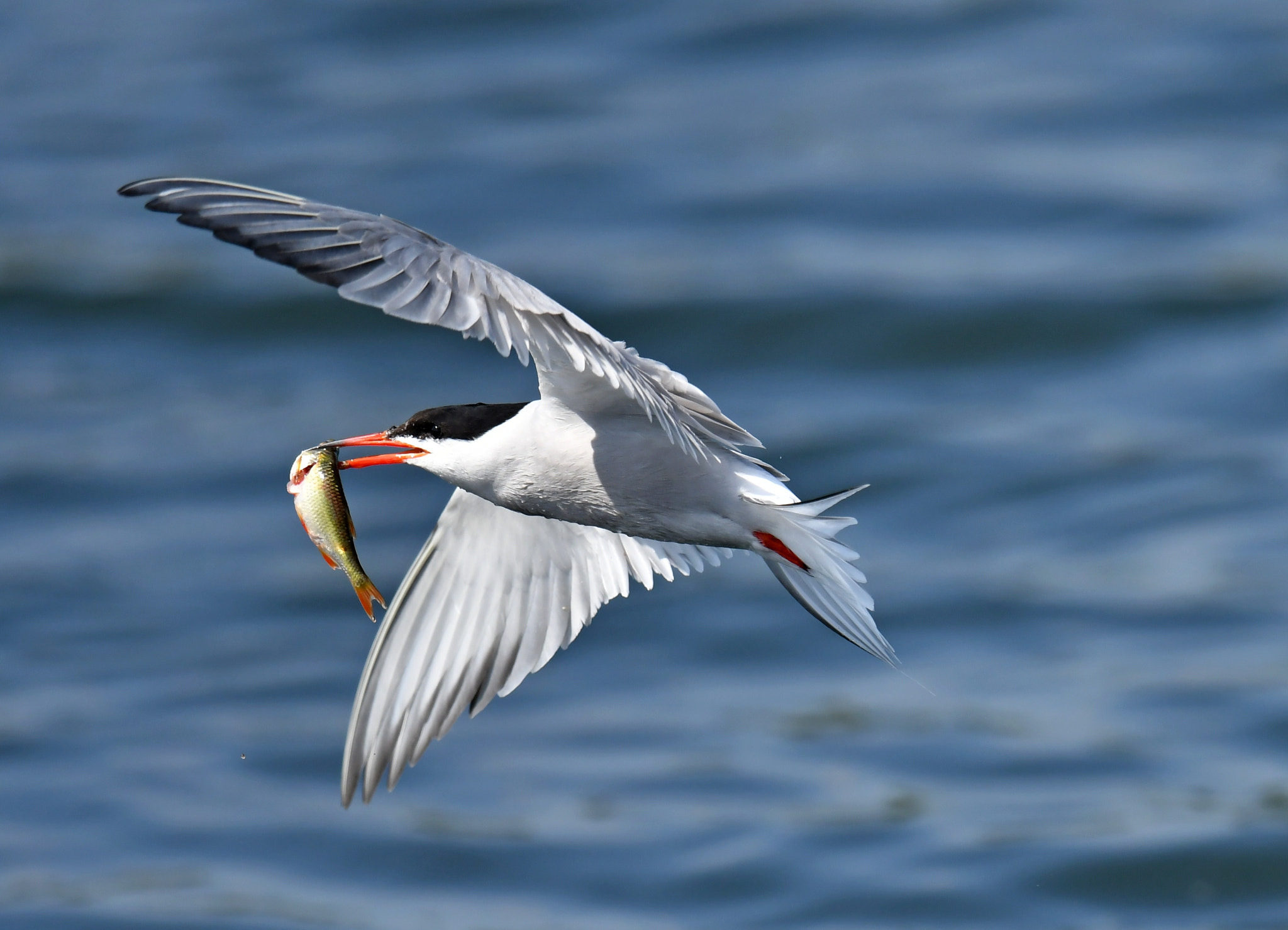 Nikon AF-S Nikkor 600mm F4G ED VR sample photo. Common tern photography