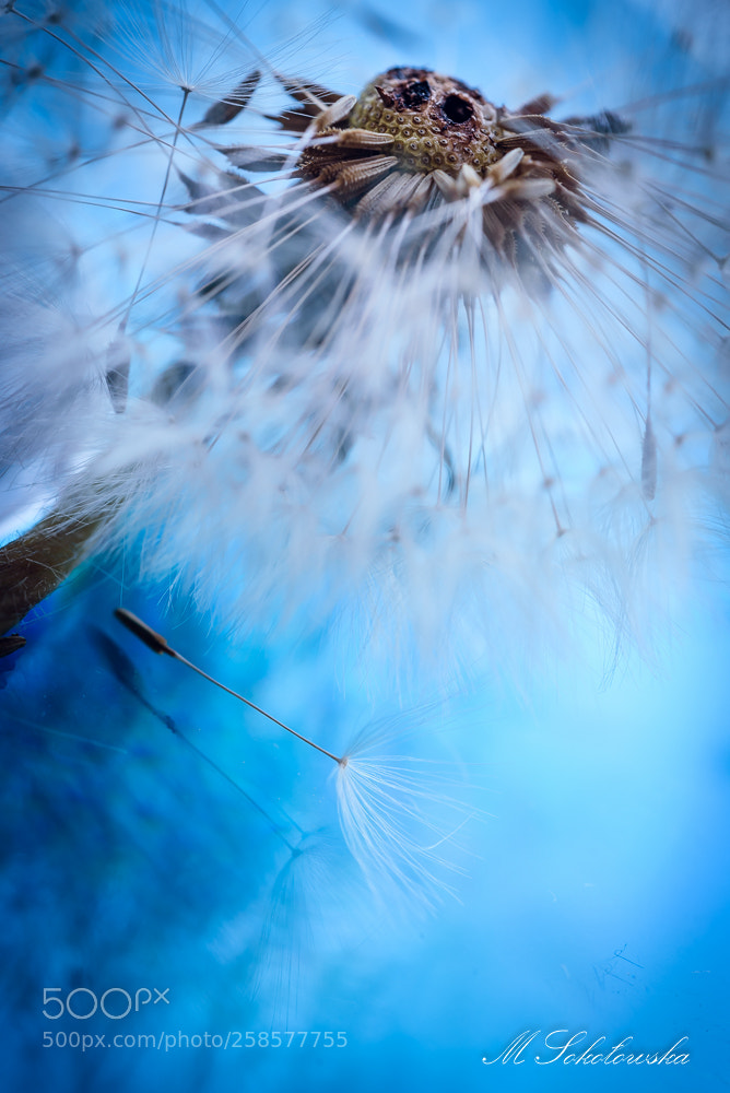 Nikon D750 sample photo. Dmuchawiec photography