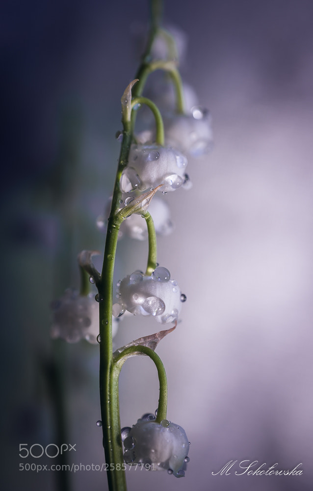 Nikon D750 sample photo. Konwalia photography