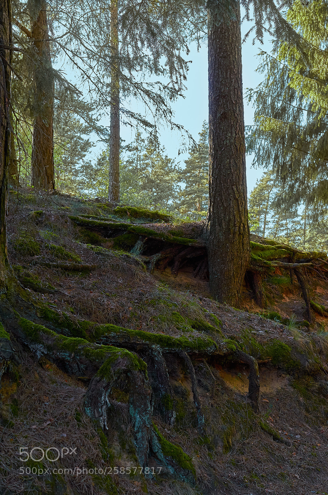 Nikon D5100 sample photo. Natural art photography