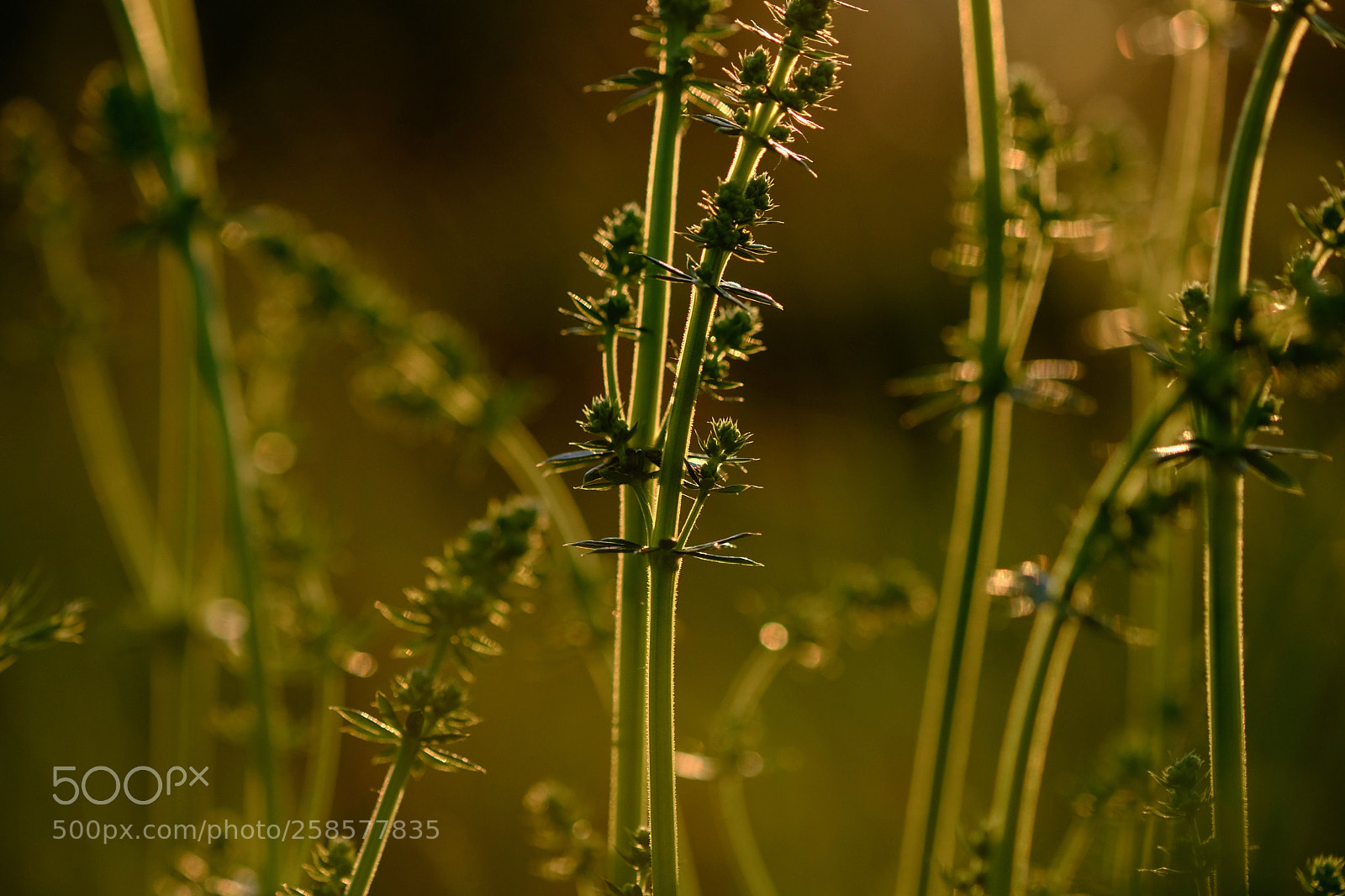 Fujifilm X-T2 sample photo. . photography