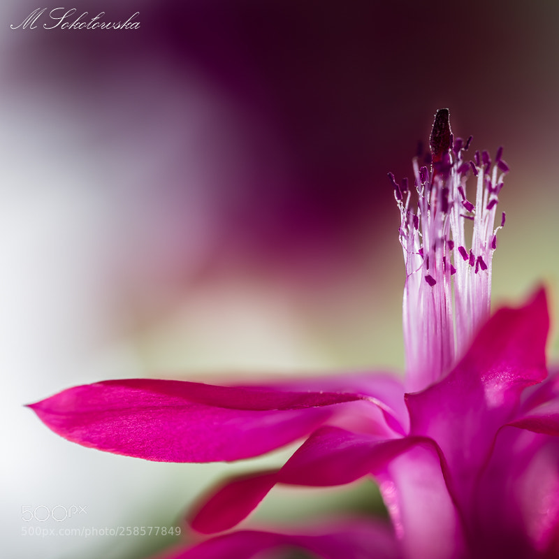 Nikon D750 sample photo. Kwiat photography