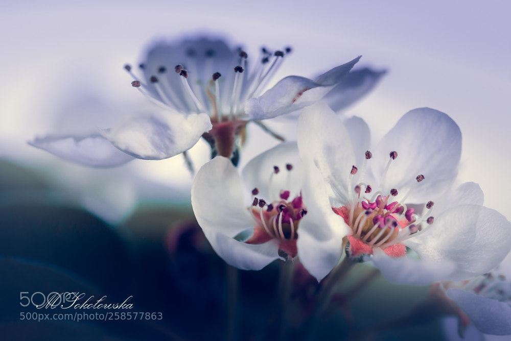 Nikon D750 sample photo. Kwiat gruszy photography