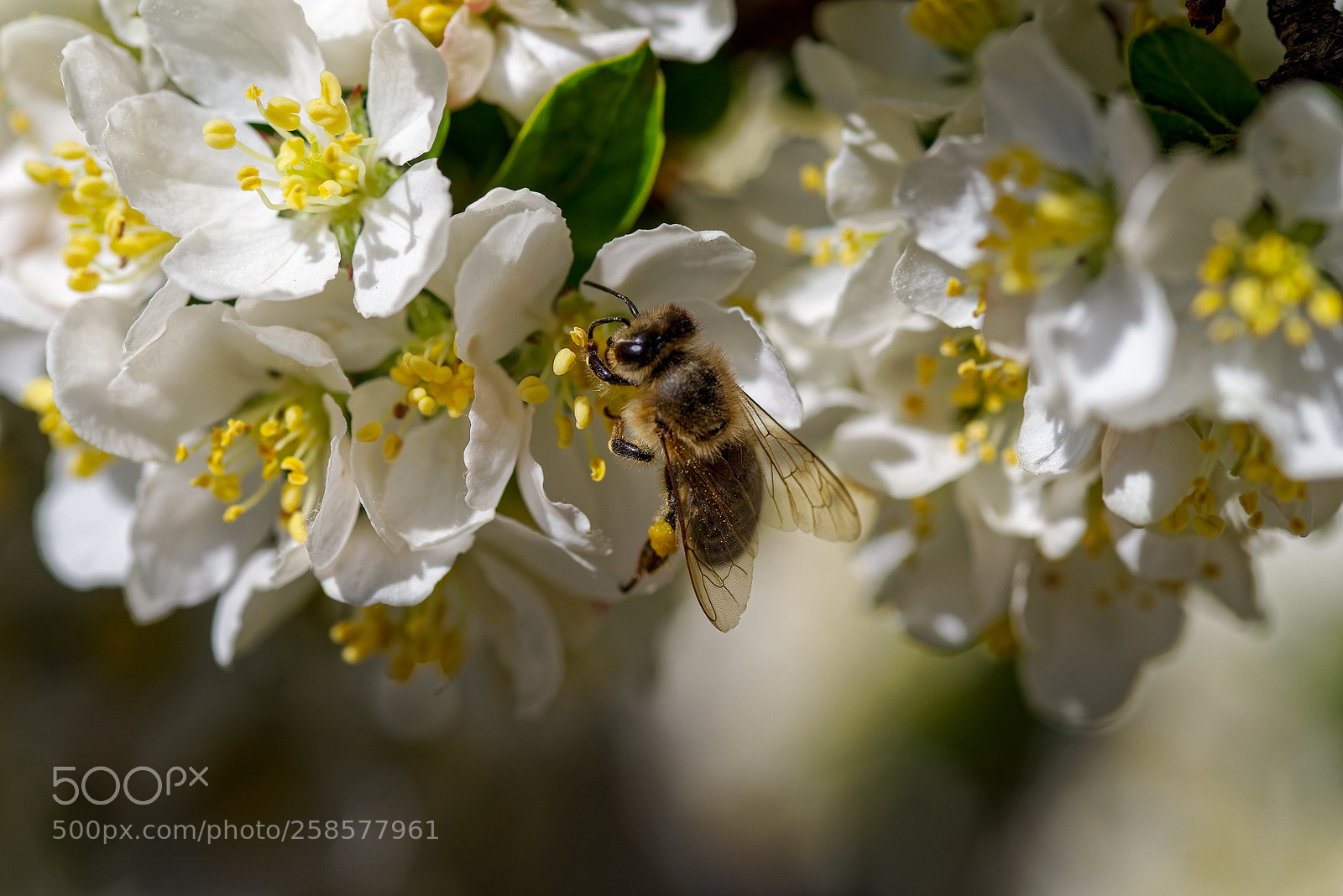 Pentax K-1 sample photo. Springtime... nikitsky botanic garden (4) photography