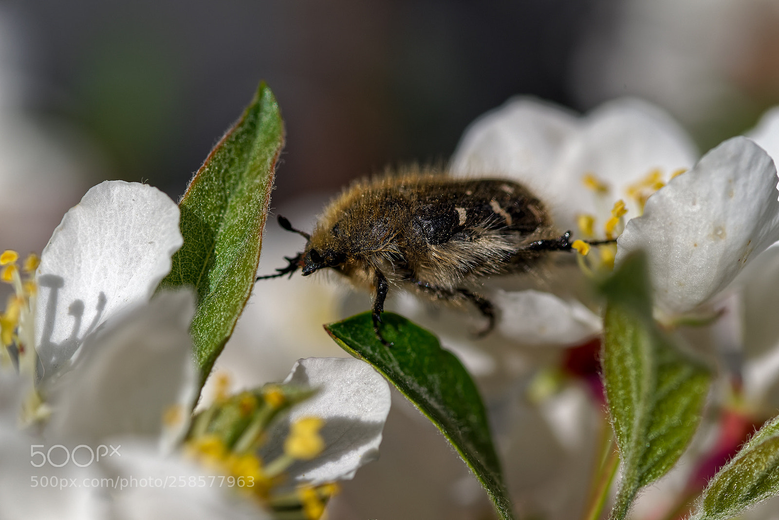 Pentax K-1 sample photo. Springtime... nikitsky botanic garden (5) photography