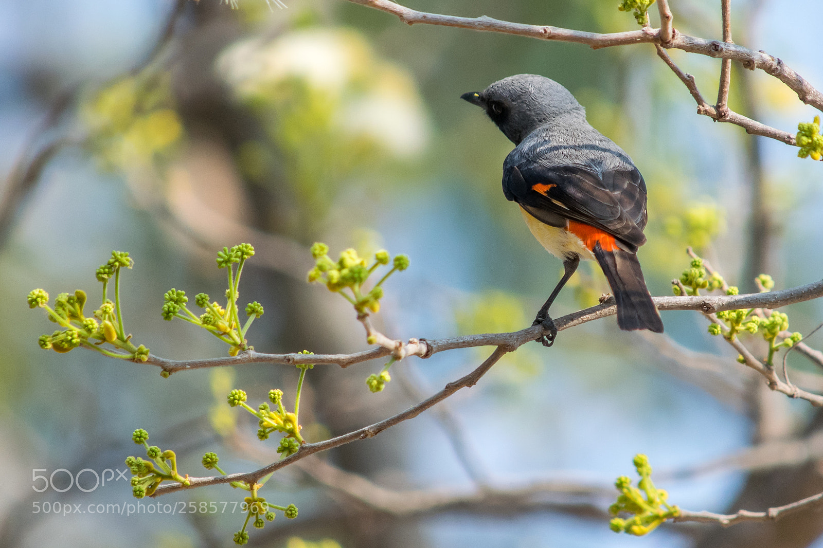 Nikon D3300 sample photo. Scarlet minivet photography