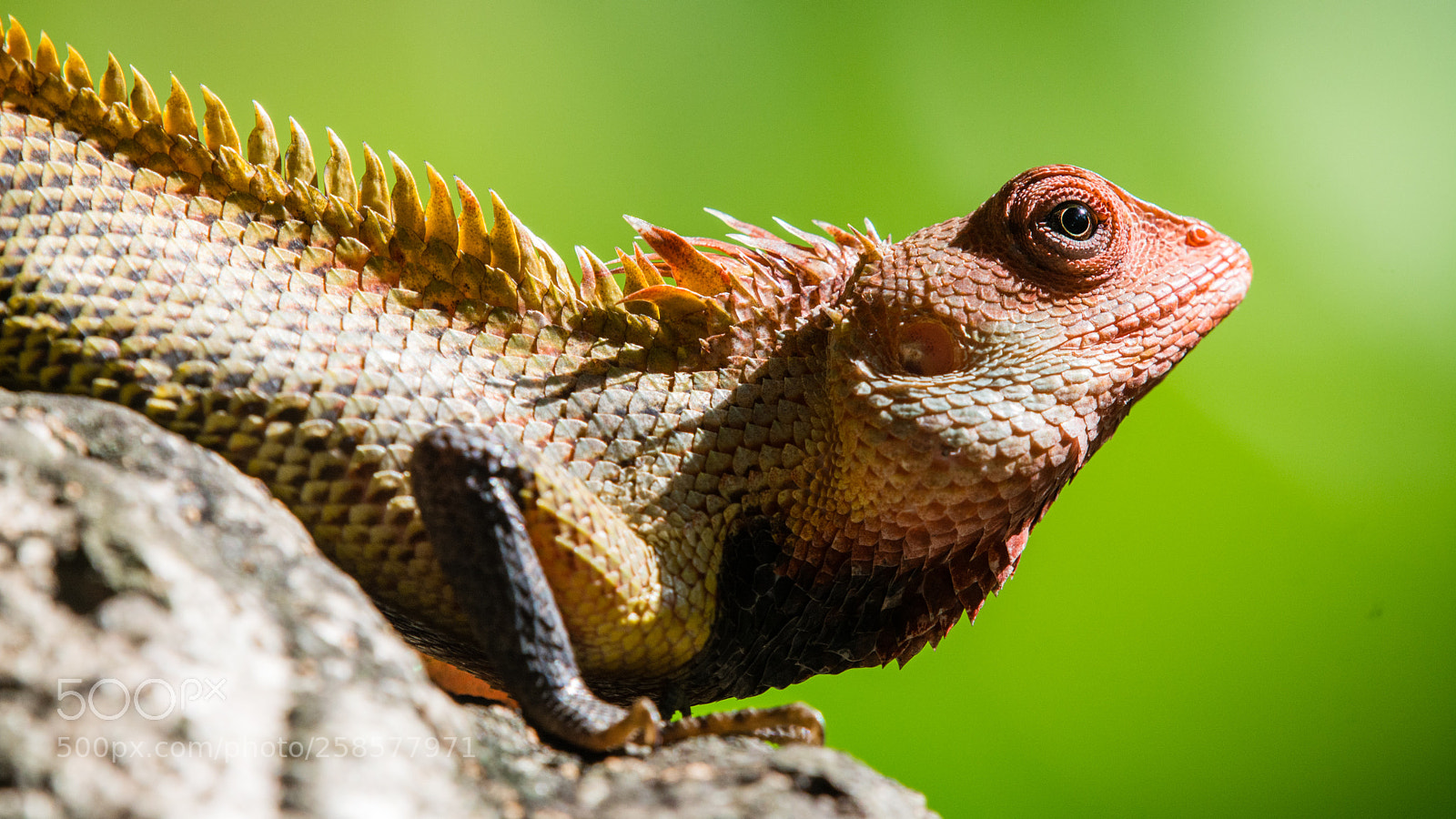 Nikon D5200 sample photo. Garden lizard photography