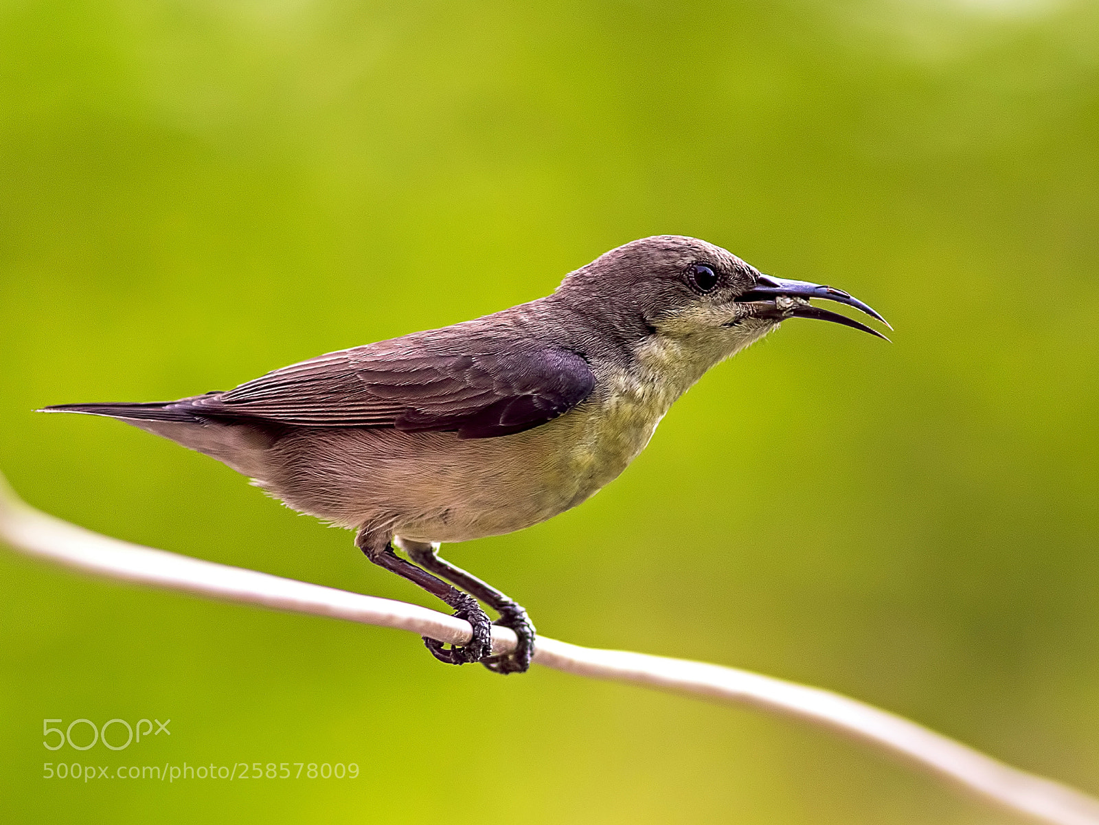 Canon EOS 7D Mark II sample photo. Purple sunbird photography
