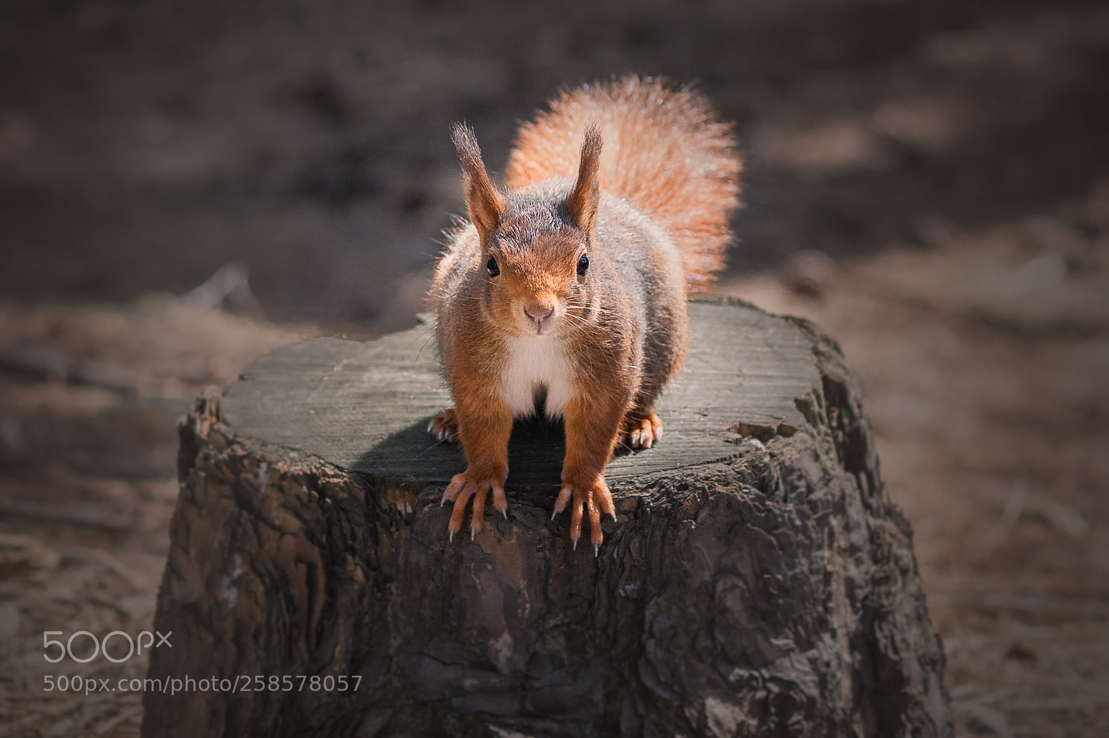 Canon EOS 7D Mark II sample photo. Got any nuts? photography