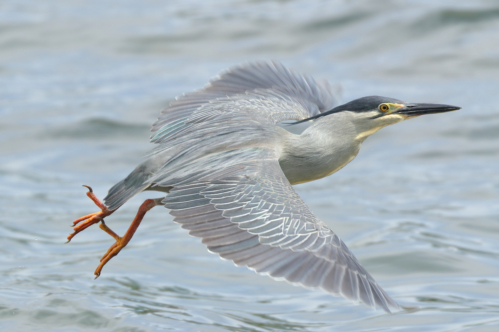 Canon EOS 7D Mark II sample photo. Bird in flight 7i2a3053 photography