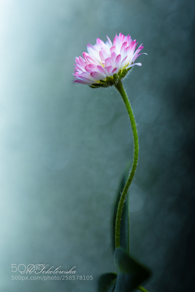 Nikon D750 sample photo. Stokrotka photography