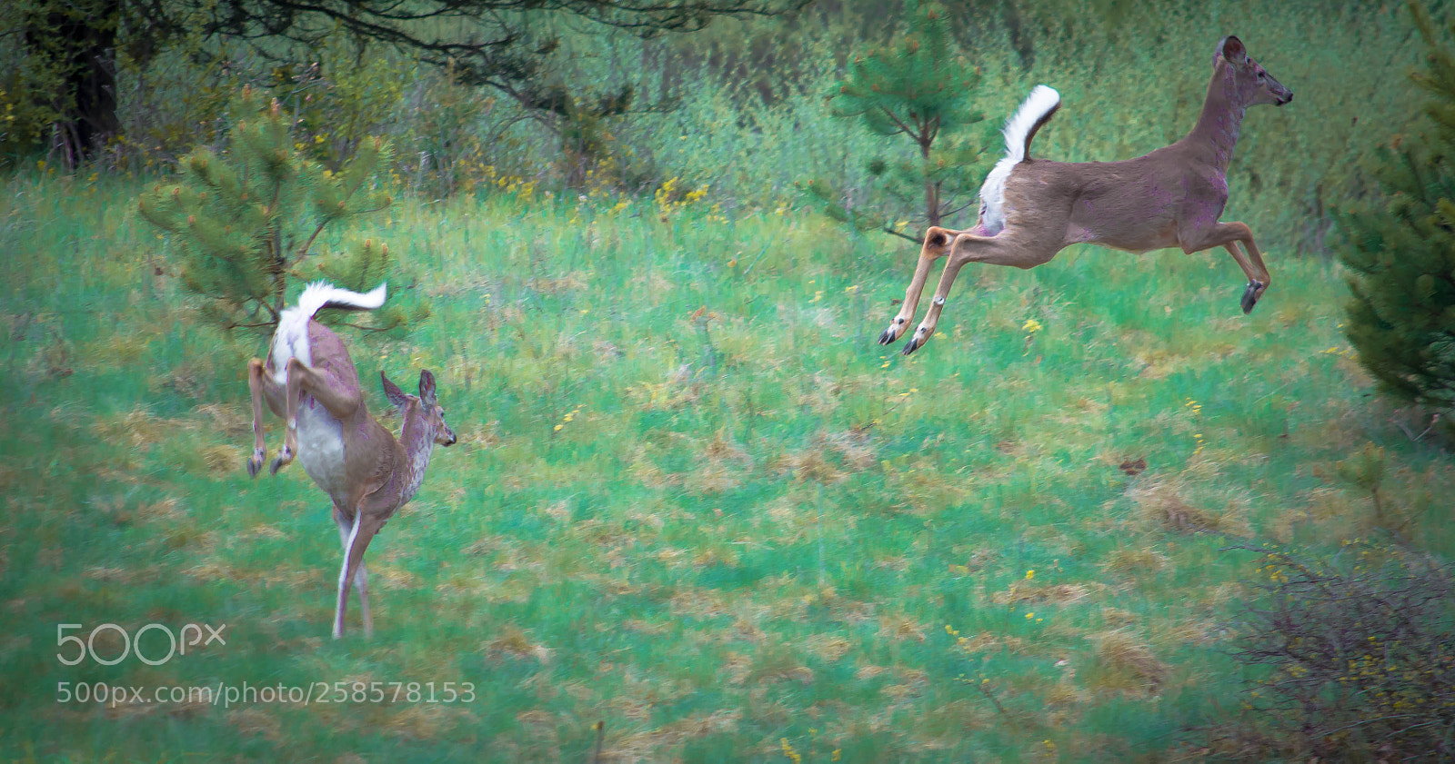 Nikon D90 sample photo. Hinds' feet 1 photography