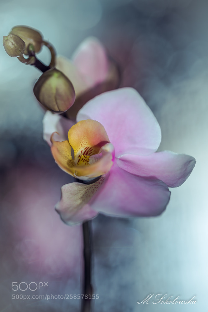 Nikon D750 sample photo. Storczyk photography