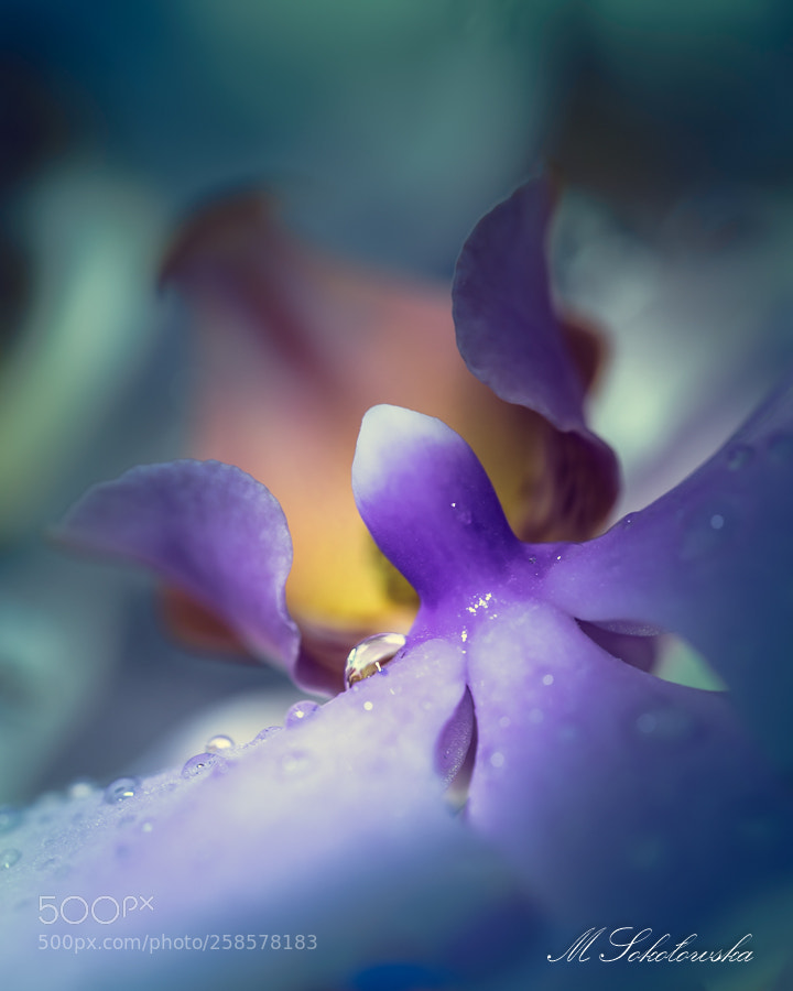 Nikon D750 sample photo. Storczyk photography