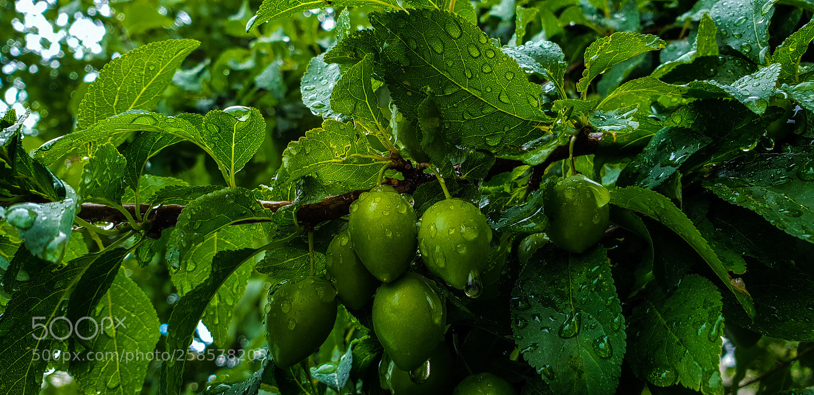 Samsung Galaxy S9+ sample photo. Untitled photography
