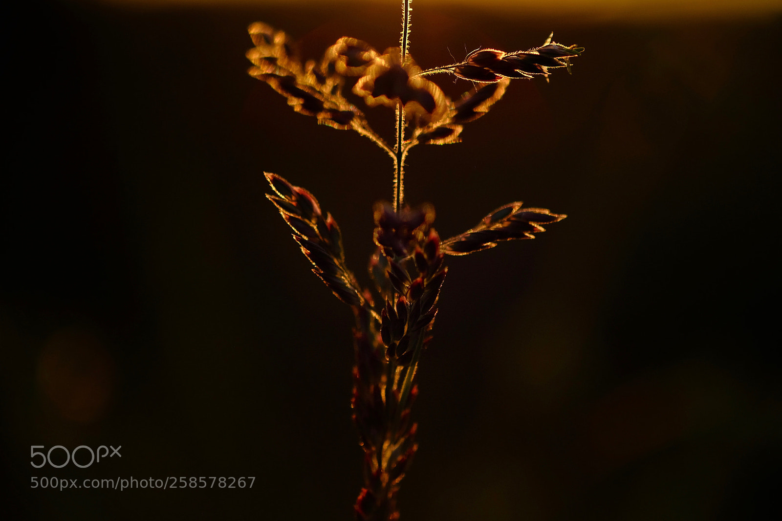 Fujifilm X-T2 sample photo. . photography