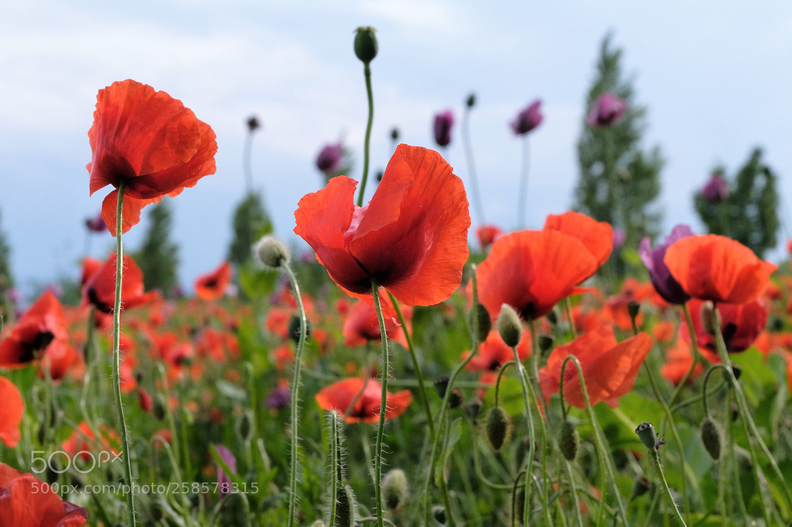 Fujifilm X-T20 sample photo. Mohnblumen 2 photography
