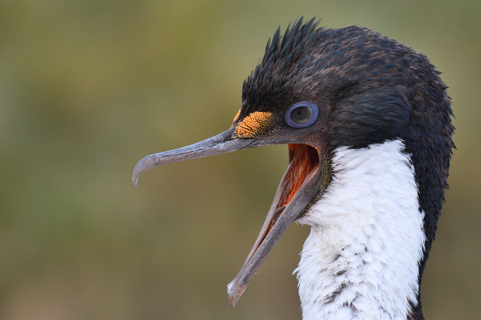 Nikon D500 sample photo. Imperial shag photography