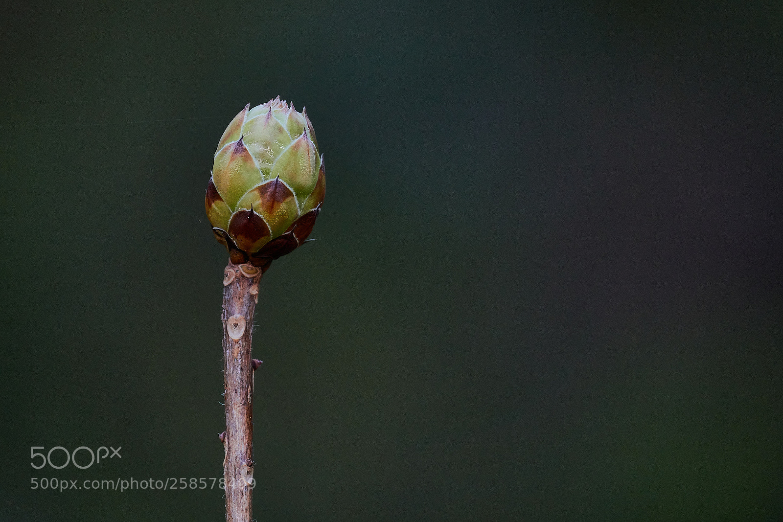 Sony Cyber-shot DSC-RX10 IV sample photo. Azalea bud photography
