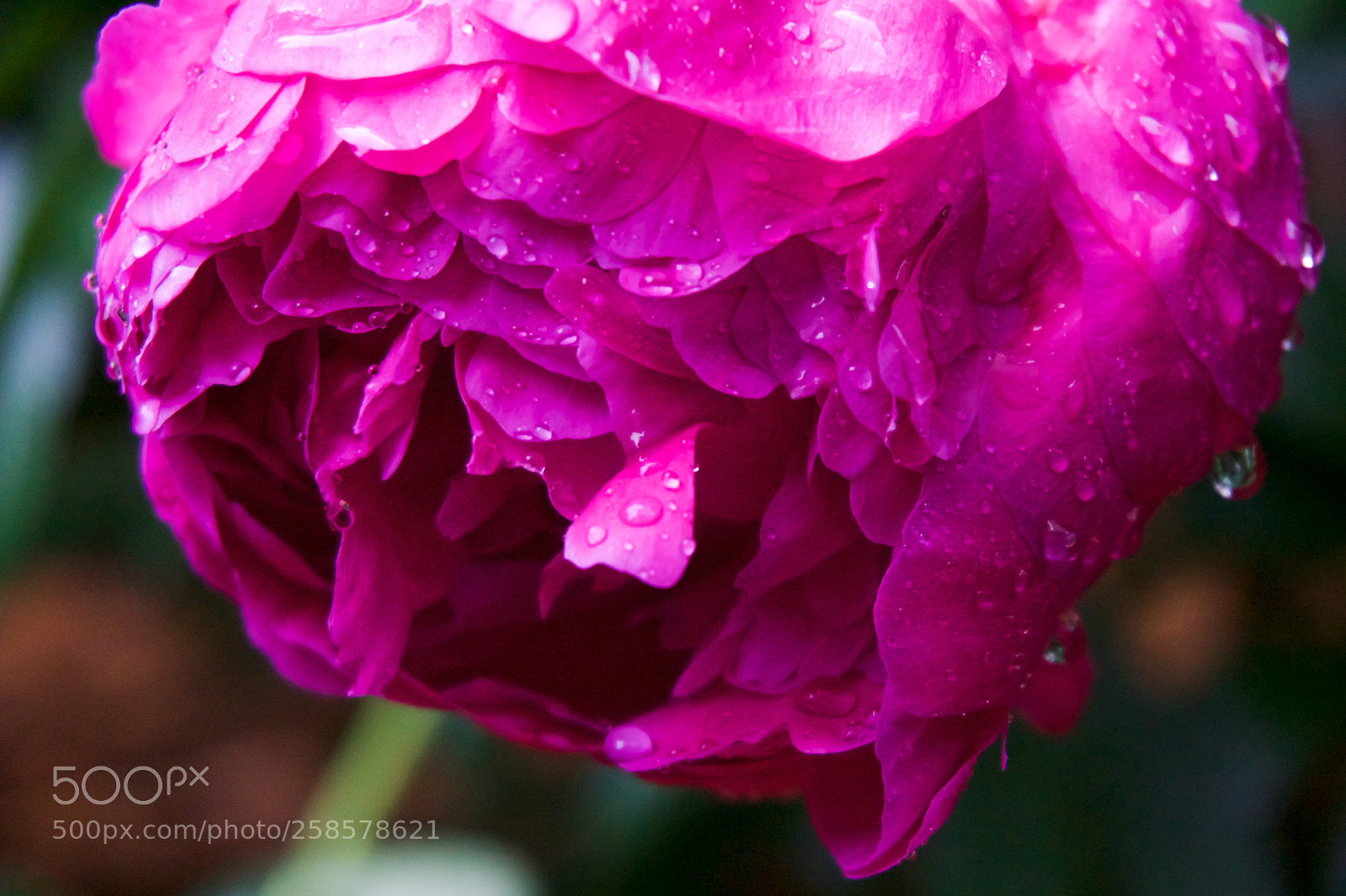 Sony a6000 sample photo. Rain-kissed photography