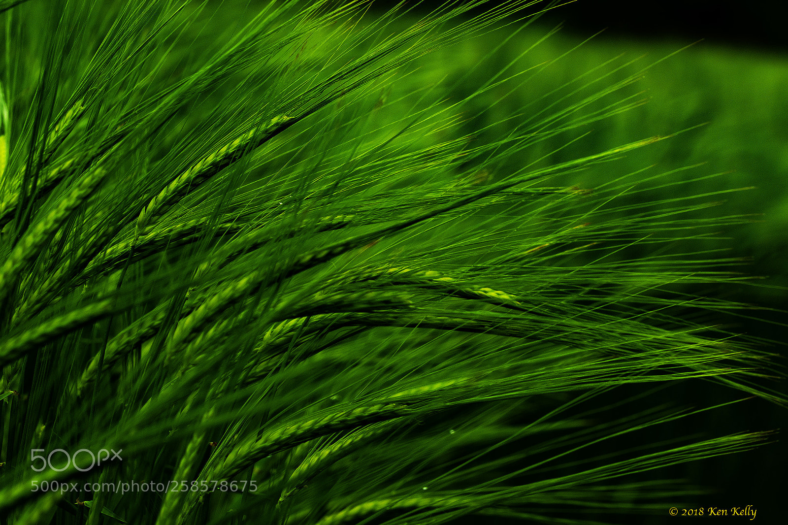 Canon EOS 7D Mark II sample photo. Wheatgrass photography