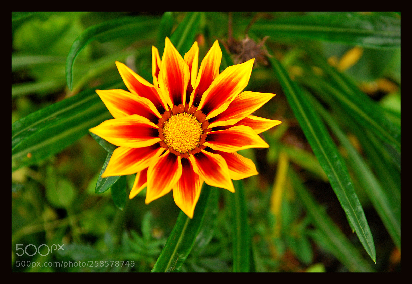 Nikon D80 sample photo. Flower photography