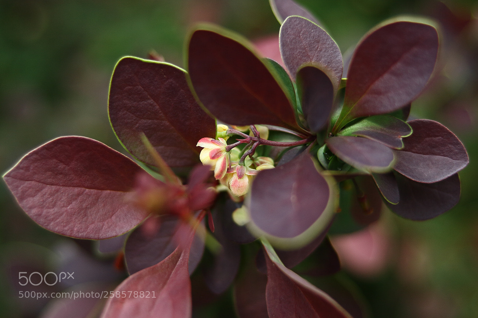 Canon EOS 30D sample photo. Img photography